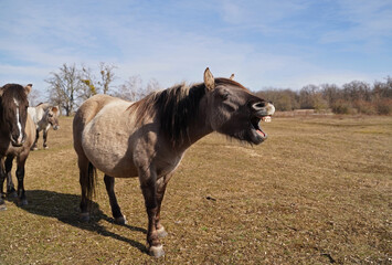 Konik wild horses in March in Saxony Anhalt