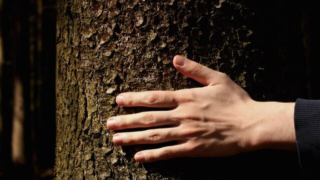 Young male left hand touching spruce tree trunk. Pavel, my left hand. Date of shooting day 23 April 2022 year, MSK time. This video was filmed in Russia.