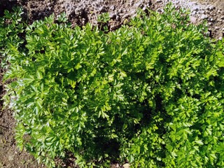 Parsley in a vegetable garden
