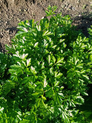 Parsley in a vegetable garden