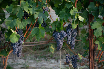Langhe