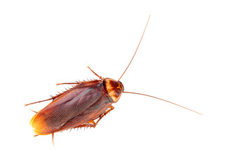 Cockroach isolated on white background