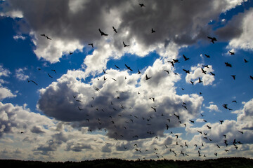 A large flock of birds fluttered over the unsown black earth fields.