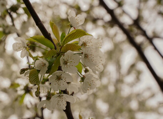 White blossom