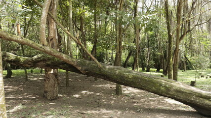 Parque El Gallineral en San Gil, Santander, Colombia y un árbol Gallinero con musgo © GERSON