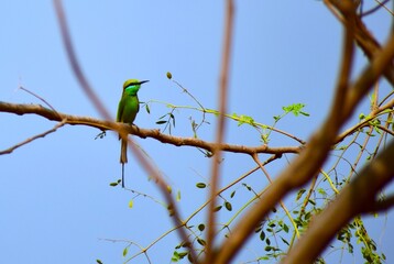 bird on a branch