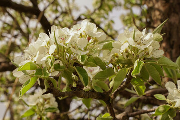 White blossom