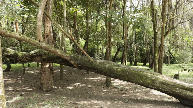 Parque El Gallineral en San Gil, Santander, Colombia y un &aacute;rbol Gallinero con musgo