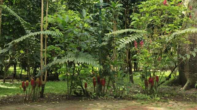 Parque El Gallineral en San Gil, Santander, Colombia, con helechos