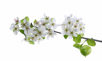 Fototapeta premium Blooming pear tree flowers on twig isolated on white 