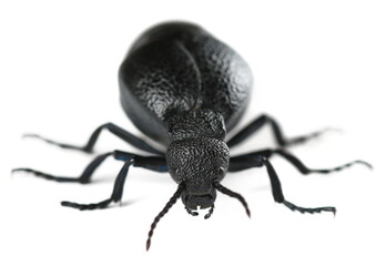 Violet oil beetle, Meloe violaceus isolated on white