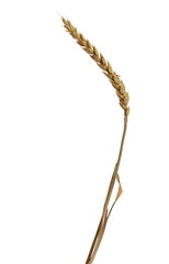Dry wheat ear, grain isolated on white, clipping path