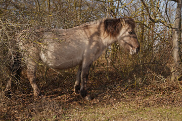 Konik wild horses in March in Saxony Anhalt
