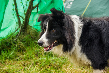 close-up of border collie