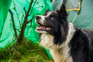 close-up of border collie