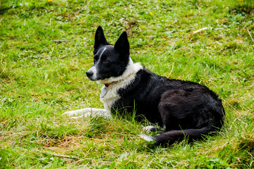 close-up of border collie