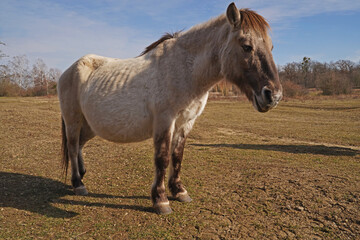 Konik wild horses in March in Saxony Anhalt © BabettsBildergalerie