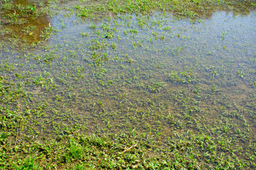 Obraz na płótnie Canvas An example of poor storm sewerage. Rainwater has flooded the lawn or garden and won't go away. Errors in the design of the sewerage and drainage system.