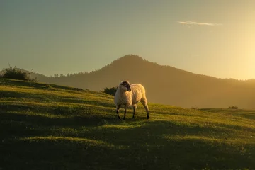 Fotobehang Een schaap met een geweldig licht in een zonsondergang in een grasveld © David