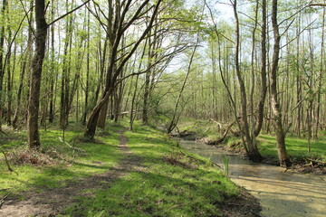 a beautiful forest landscape with a small path between the trees and a ditch with duckweed in springtime