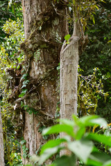 trunk