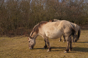 Konik wild horses in March in Saxony Anhalt