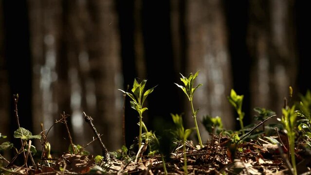 Young male right hand touching green plants in the spring forest. Pavel, my right hand. Date of shooting day 23 April 2022 year, MSK time. This video was filmed in Russia.
