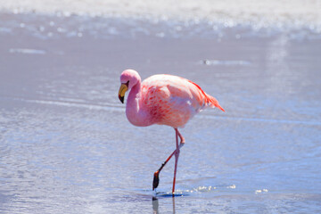 Laguna Hedionda flamingos, Bolivia