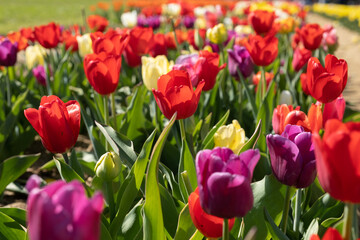 Obraz premium Flowers in a field of green grass and planting of tulips