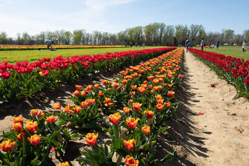 Flowers in a field of green grass and planting of tulips