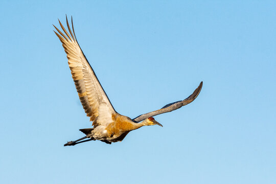 A sandhill crane (Antigone canadensis) is shown flying against a blue sky above a wetland near Culver, Indiana