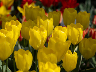 Tulips flowers