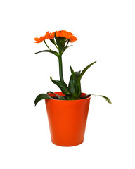 Orange star flower (Bethlehem flower) isolated on white background