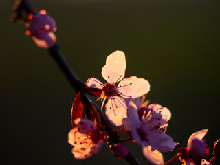 Beautiful wild cherry flowers