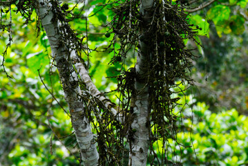 green leaves in the forest