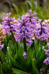 Hyacinth ( lat. Hyacínthus ) is a genus of plants in the Asparagus family ( Asparagaceae ). Previously, it was separated into its own Hyacinth family
