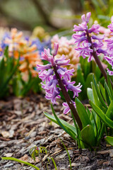 Obraz premium Hyacinth ( lat. Hyacínthus ) is a genus of plants in the Asparagus family ( Asparagaceae ). Previously, it was separated into its own Hyacinth family 