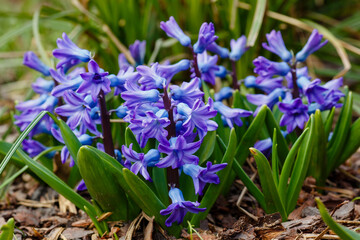 Blue flowers of Hyacinth. Hyacinthus is a genus of plants in the Asparagus family ( Asparagaceae ). Previously, it was separated into its own Hyacinth family 