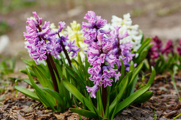 Fototapeta premium Hyacinth ( lat. Hyacínthus ) is a genus of plants in the Asparagus family ( Asparagaceae ). Previously, it was separated into its own Hyacinth family