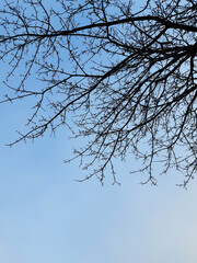 Tree branches against the sky