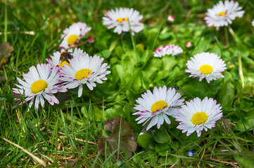 Daisies in the grass