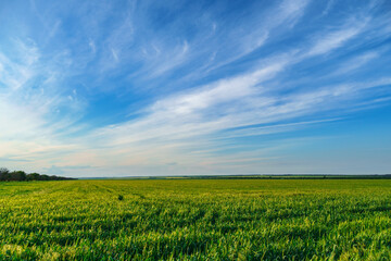 agricultural field with young green wheat sprouts, bright spring landscape on a sunny day, blue sky as background