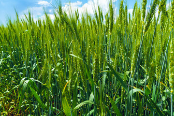 agricultural field with young green wheat sprouts, bright spring landscape on a sunny day, blue sky as background