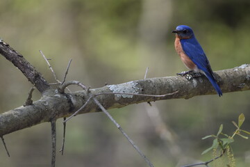 Carolina Blue Bird