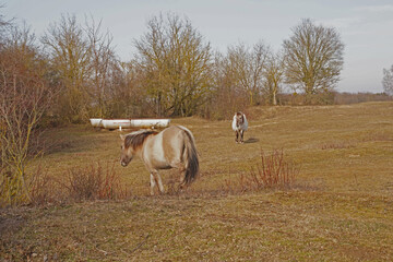 Konik wild horses in March in Saxony Anhalt
