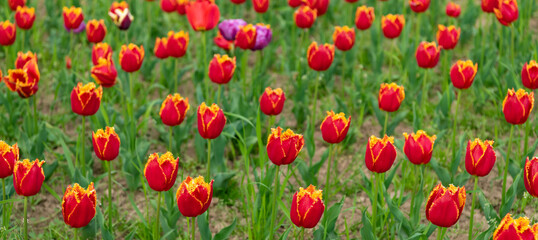 Obraz premium flowers of fresh holland tulips in field