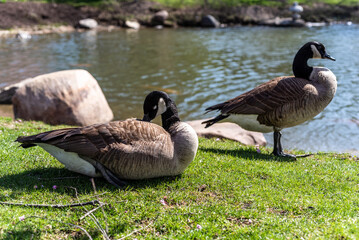country geese in a pond - 500775568