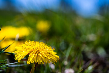 dandelion in the grass in spring