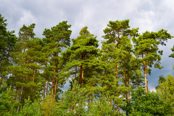 Fototapeta na wymiar Tall pine trees growing in coniferous forest nature, pinewood