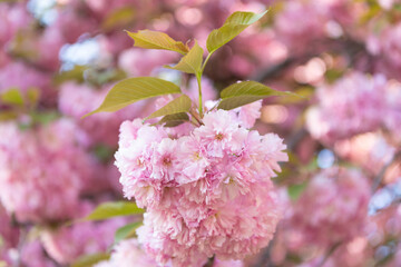 pink japanese cherry flower on blooming spring tree. sakura